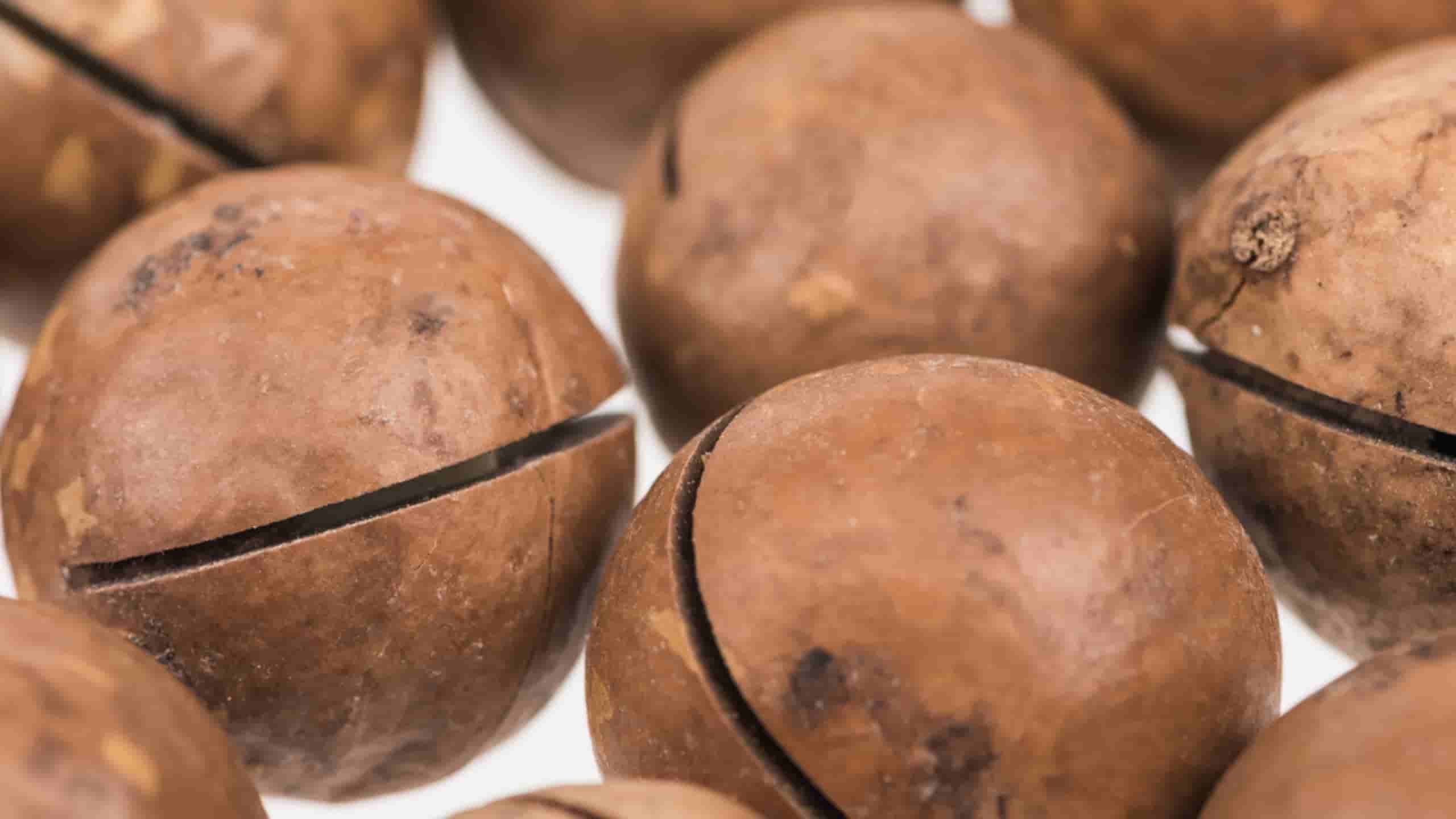 What is the process for shelling bulk macadamia nuts?
