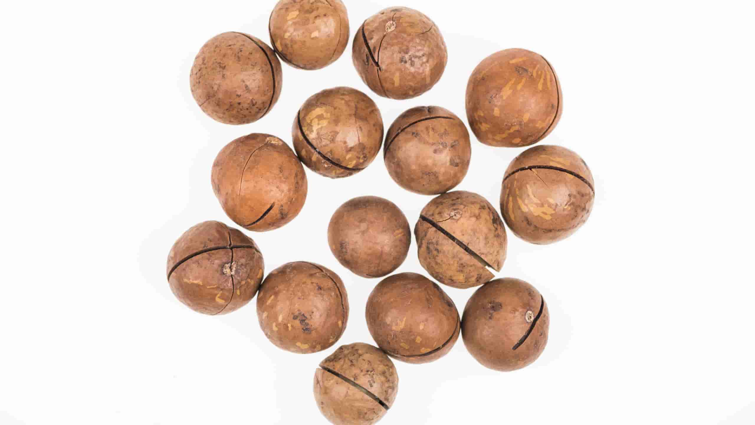 What is the shelf life of bulk macadamia nuts?